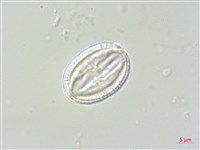 藏品(台灣泡桐)的圖片