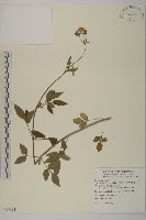 藏品(大花咸豐草)的圖片