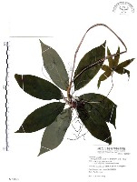 藏品(七葉一枝花)的圖片