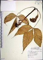 藏品(申跋、油跋、小天南星)的圖片