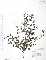 藏品(燈稱花、烏雞骨)的圖片