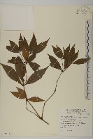 藏品(草珊瑚、紅果金粟蘭)的圖片