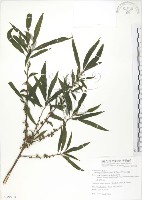 藏品(水麻)的圖片