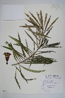 藏品(黃花夾竹桃)的圖片