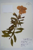 藏品(軟枝黃蟬)的圖片