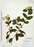 藏品(毛玉葉金花)的圖片