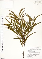 藏品(相思樹)的圖片