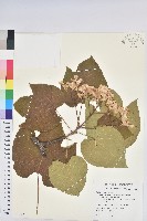 藏品(廣東油桐、皺桐)的圖片