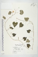 藏品(野牽牛)的圖片