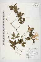 藏品(番仔藤)的圖片