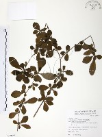藏品(對面花)的圖片