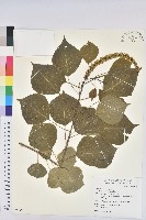 藏品(烏臼)的圖片