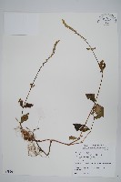 藏品(假川牛膝)的圖片