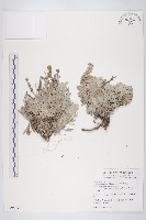 藏品(蘄艾、芙蓉菊)的圖片