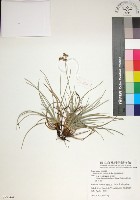 藏品(乾溝飄拂草)的圖片