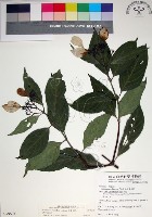 藏品(玉葉金花)的圖片