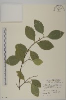 藏品(日本賽衛矛、日本假衛矛)的圖片