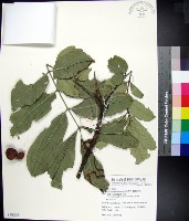 藏品(蘭嶼椌木)的圖片