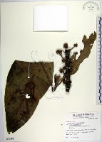 藏品(蘭嶼木薑子)的圖片