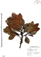 藏品(山欖、樹青)的圖片