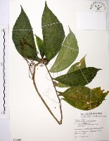 藏品(食用樓梯草)的圖片