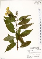 藏品(華八仙)的圖片