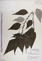 藏品(落尾麻)的圖片