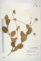 藏品(蘭嶼木耳菜)的圖片