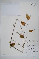 藏品(山菜豆)的圖片