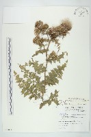 藏品(白花小薊)的圖片