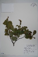 藏品(草野氏冬青)的圖片