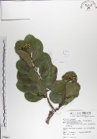 藏品(呂宋毛蕊木)的圖片