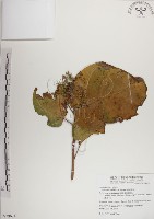 藏品(蘭嶼蘋婆)的圖片