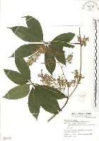 藏品(蘭嶼田薯)的圖片