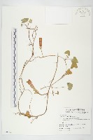 藏品(海牽牛)的圖片