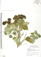 藏品(幾內冬葵子，幾內亞磨盤草)的圖片