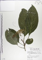 藏品(青脆枝)的圖片