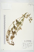 藏品(貓腥草)的圖片