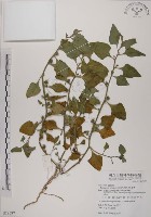 藏品(番杏)的圖片