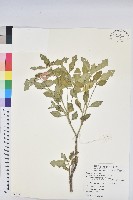 藏品(猩猩草)的圖片