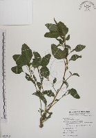 藏品(野莧菜)的圖片