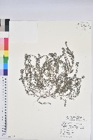 藏品(伏生大戟)的圖片