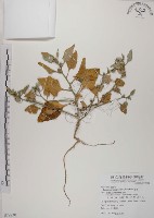 藏品(番杏)的圖片