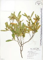 藏品(車桑子)的圖片