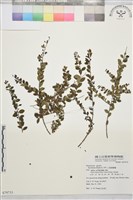 藏品(小葉黃鱔藤)的圖片