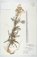 藏品(野茼蒿)的圖片