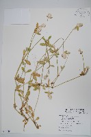 藏品(假千日紅)的圖片