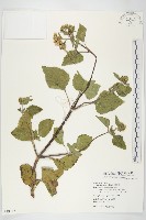 藏品(霍香薊)的圖片