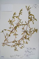 藏品(蓮子草)的圖片