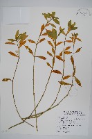 藏品(空心蓮子草)的圖片